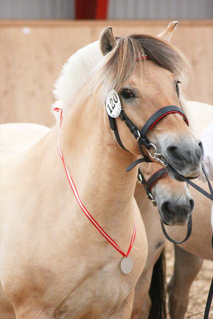 Fjordhest Fleurette - Fleurette med sin sølvmedalje om halsen billede 2
