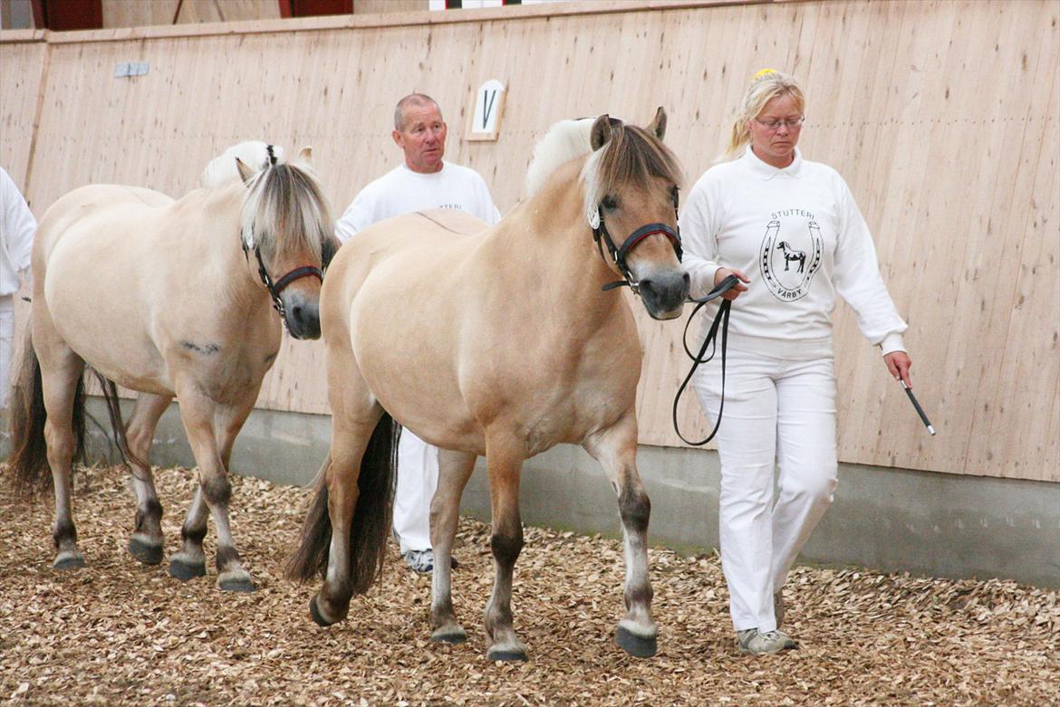 Fjordhest Fleurette - Fleurette til afkomsvurdering billede 3