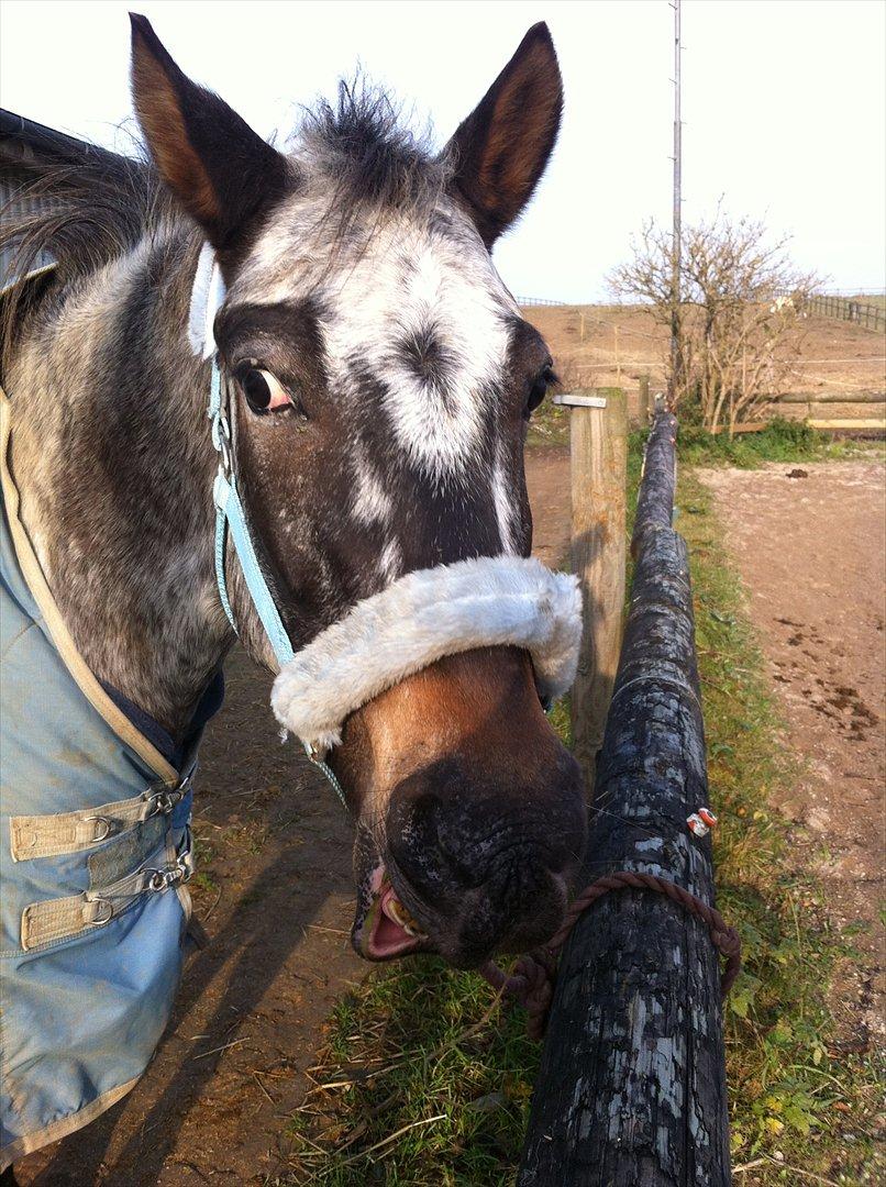 Knabstrupper Freddy <3 billede 7