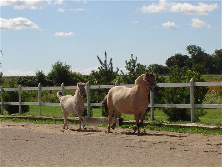 Fjordhest Fleurette - Fleurette i fuld fart billede 4