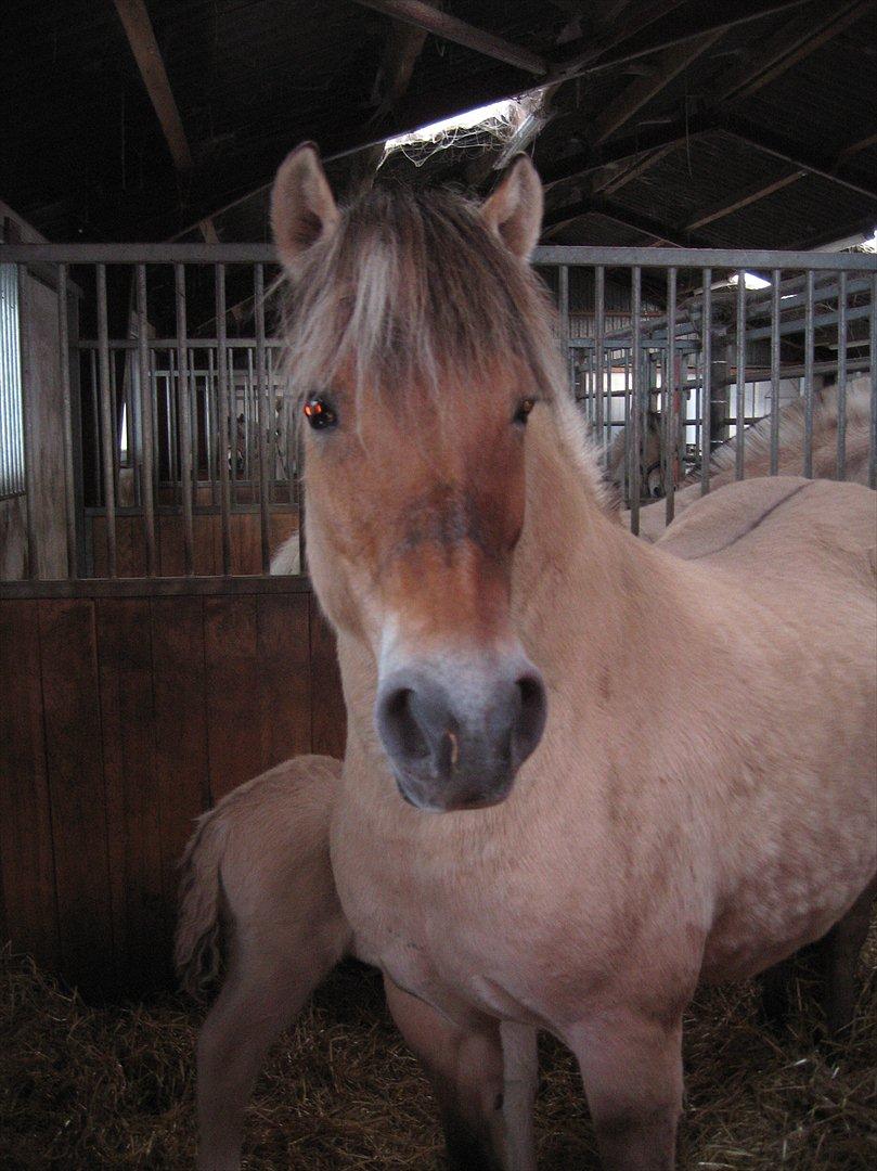 Fjordhest Fleurette - Fleurette i sin boks billede 5