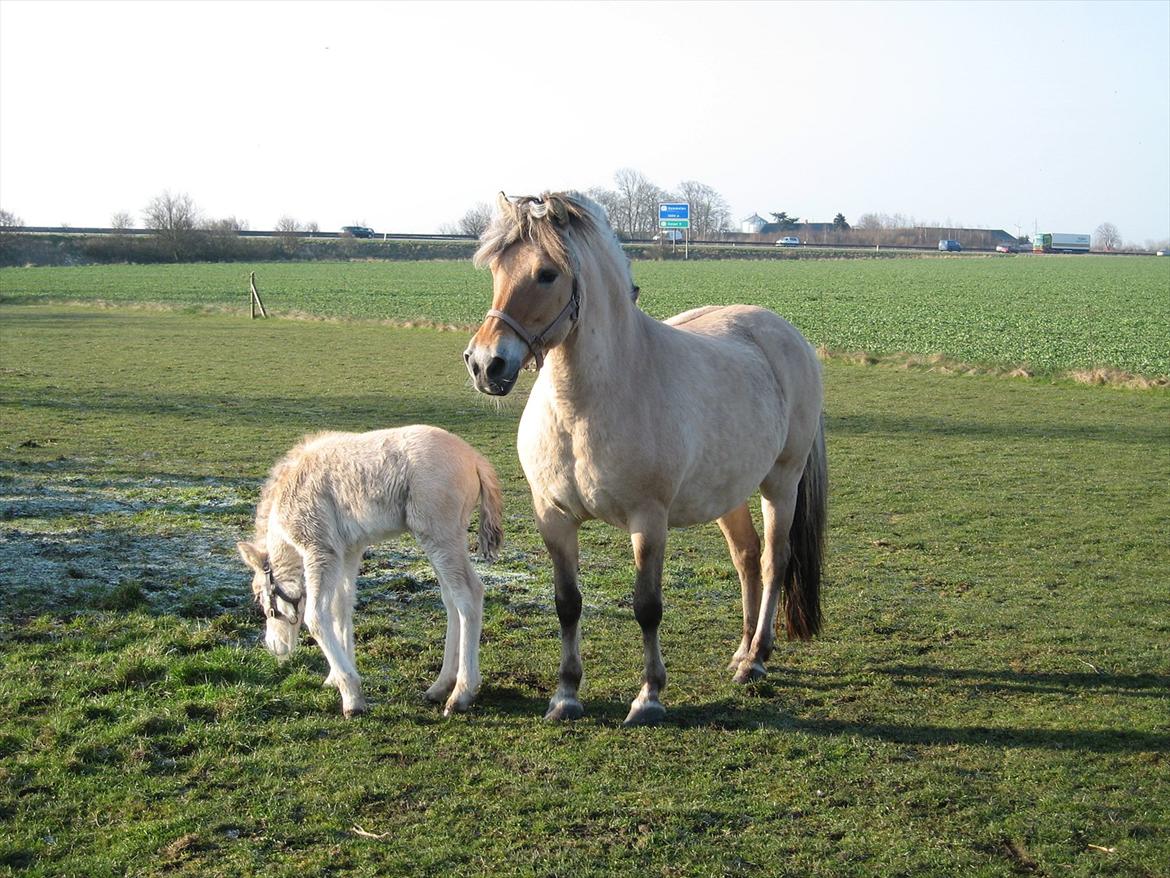 Fjordhest Fleurette - Fleurette med føllet Hamlet Vårby billede 6