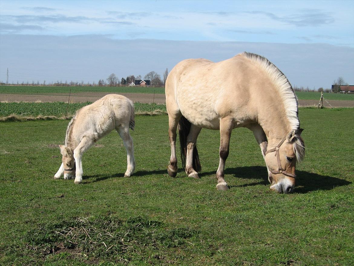 Fjordhest Fleurette - Fleurette på folden billede 8