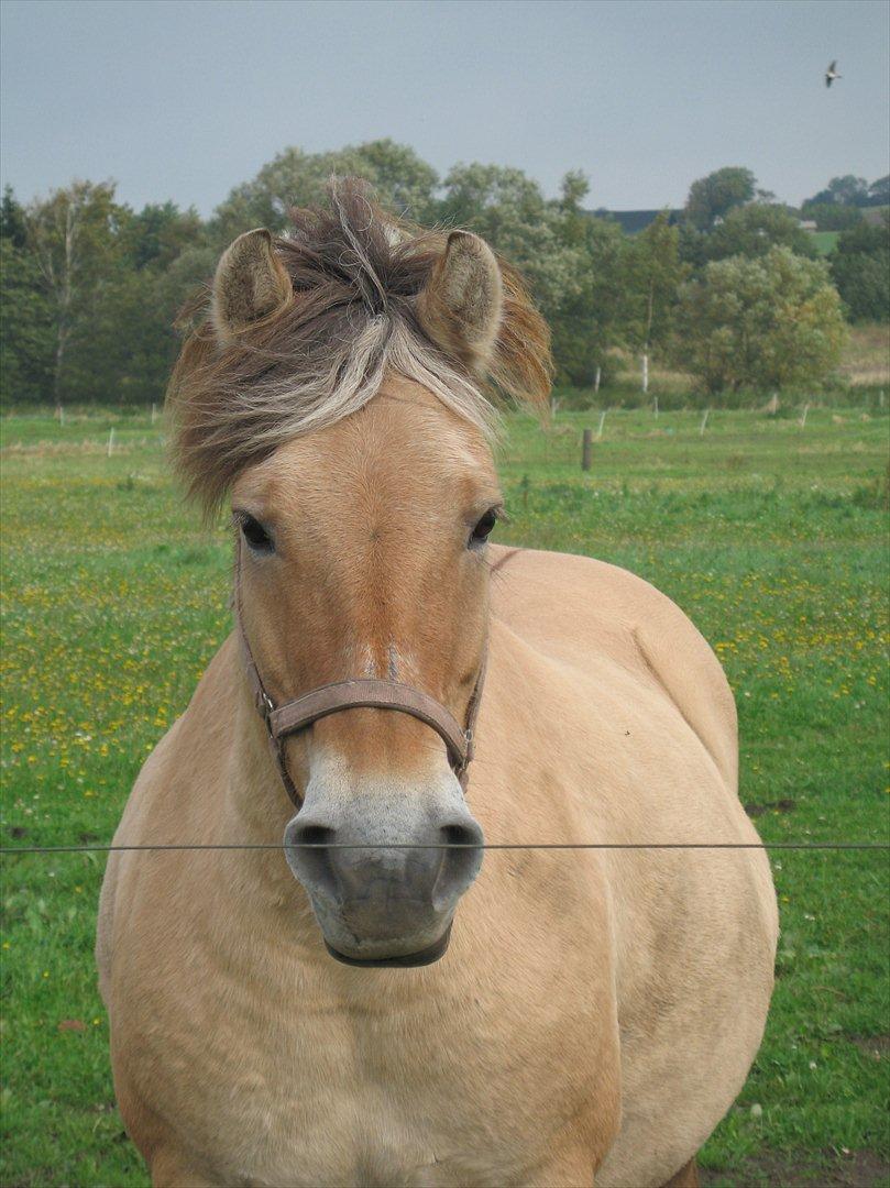 Fjordhest Fleurette - Fleurette billede 9