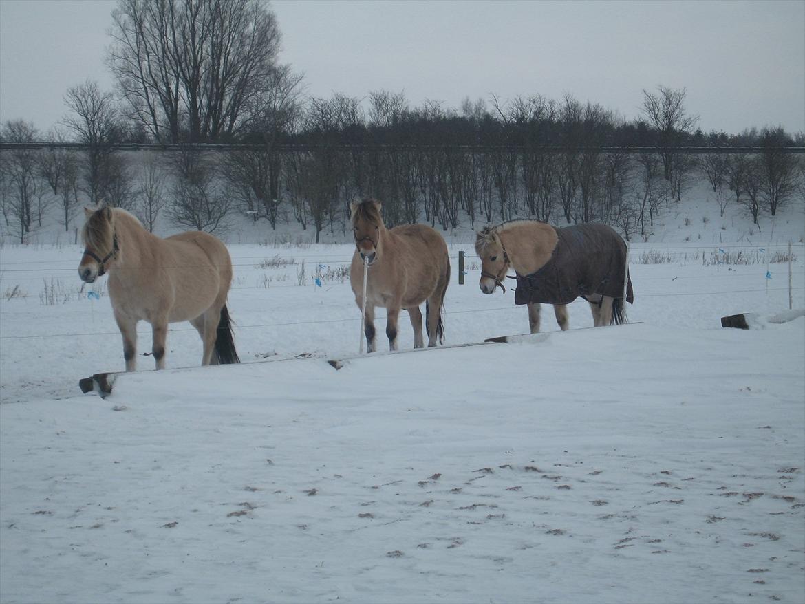 Fjordhest Fleurette - Fleurette i sneen billede 11