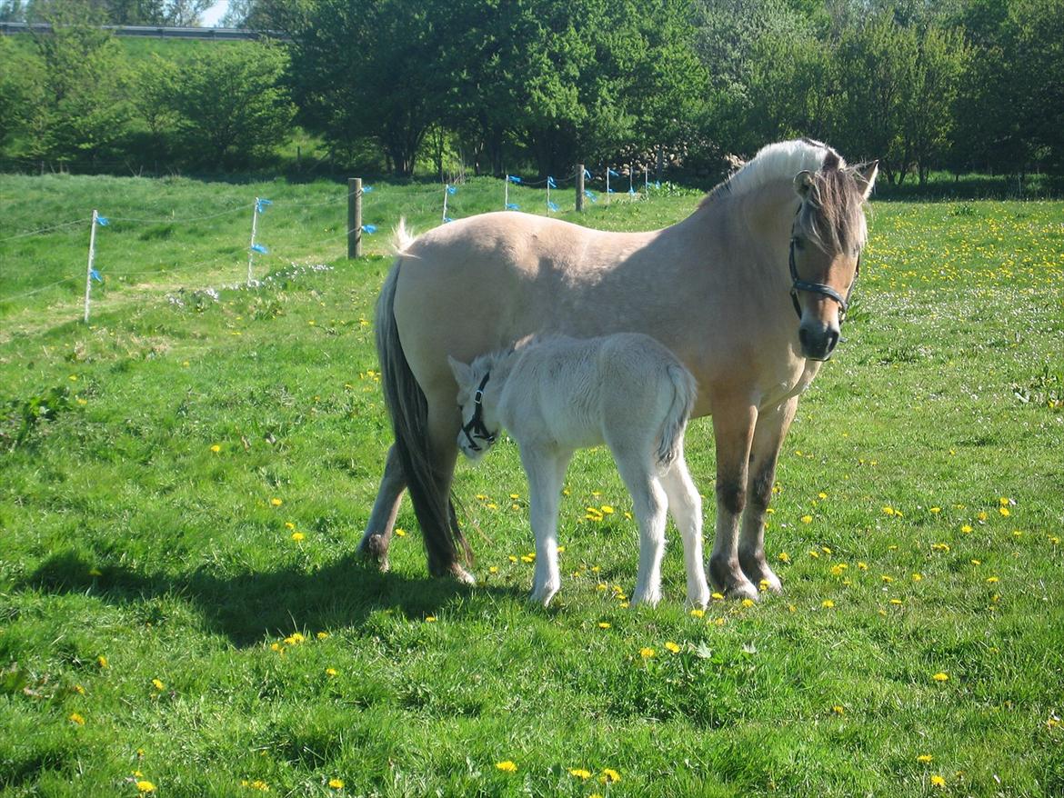 Fjordhest Fleurette - Fleurette med sit 13. føl billede 12