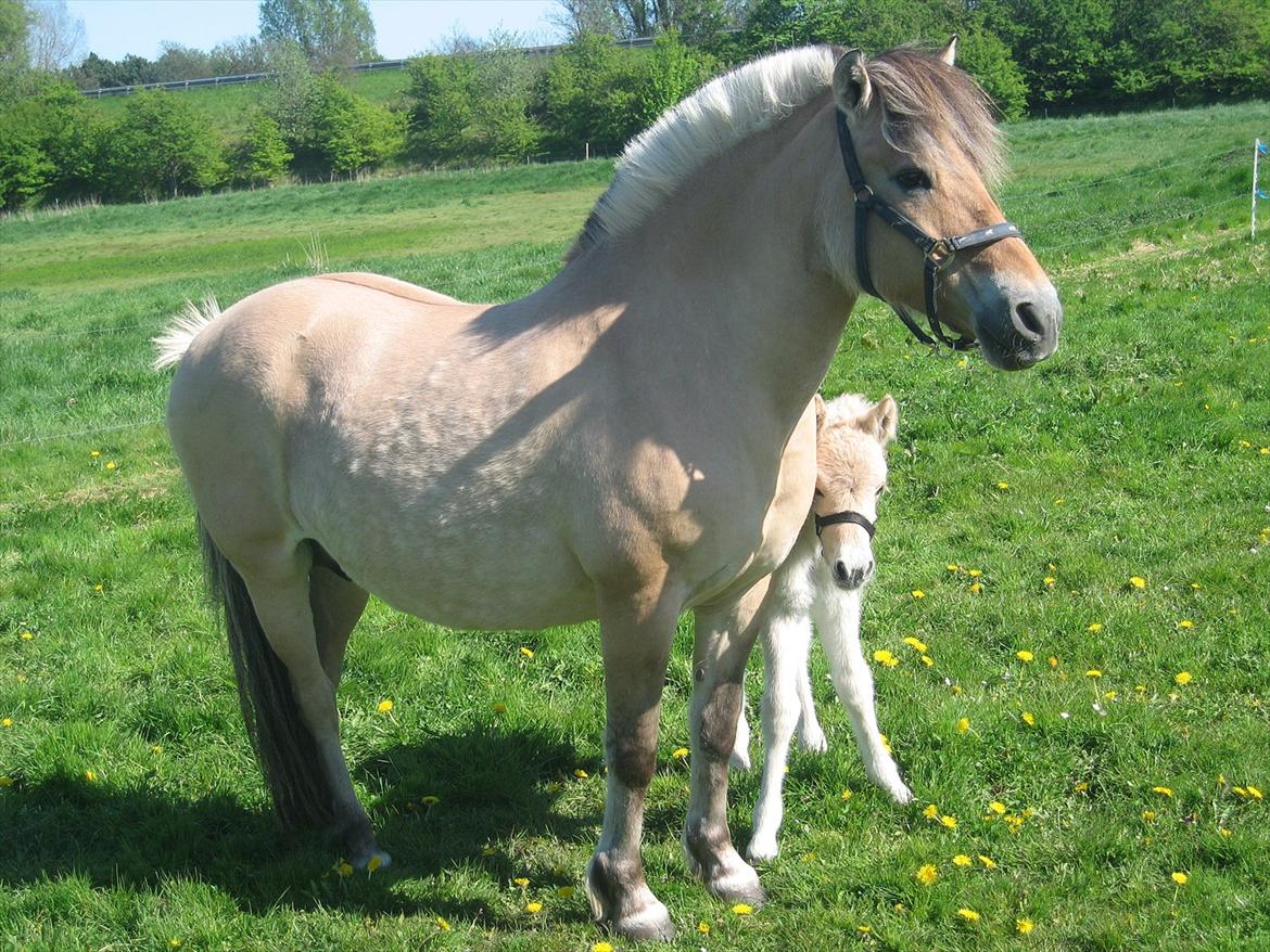 Fjordhest Fleurette - Fleurette og Oscar Vårby billede 13