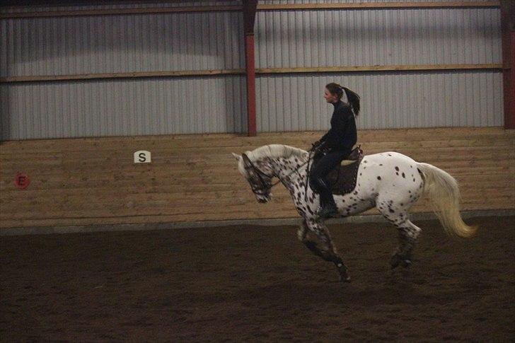 Knabstrupper Ejstrups Catador - Springtræning 2011 billede 10