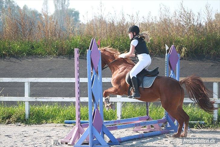 Anden særlig race Hur's Blundy *my soulmate* R.I.P - Taget af Sofie billede 11