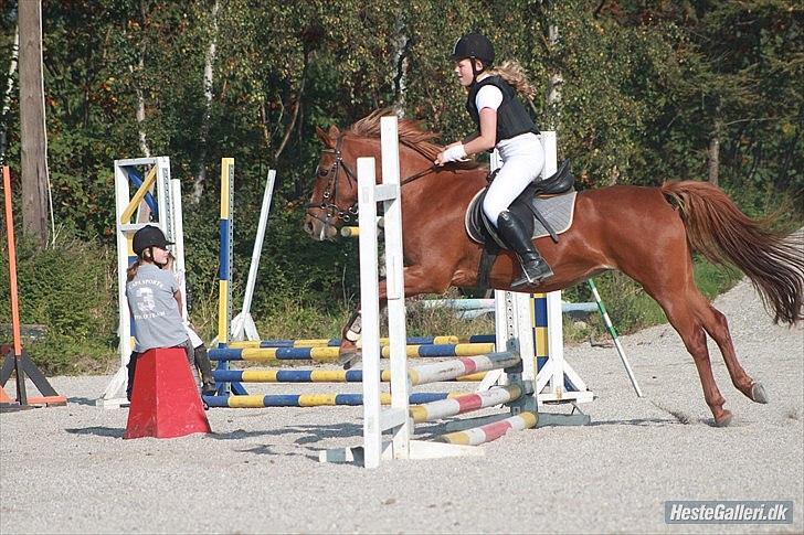 Anden særlig race Hur's Blundy *my soulmate* R.I.P - Taget af Sofie billede 12