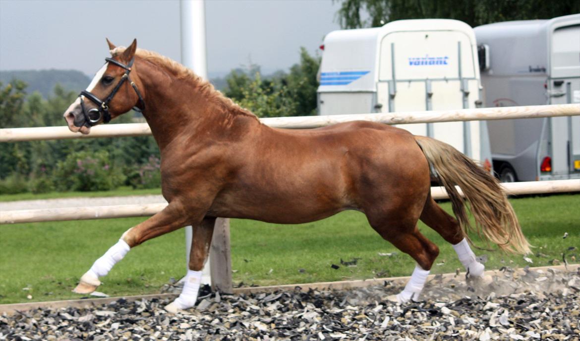 Welsh Pony af Cob-type (sec C) Fjordglimt Mr. George billede 2
