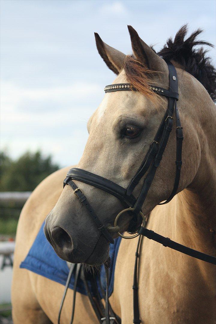 Welsh Cob (sec D) Ocebio <3 - Foto: Maria billede 2