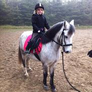 Welsh Mountain (sec A) Shakira (Strøgårdens Askepot)