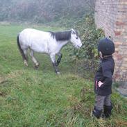 Welsh Mountain (sec A) Shakira (Strøgårdens Askepot)