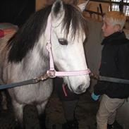 Welsh Mountain (sec A) Shakira (Strøgårdens Askepot)