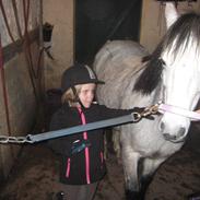 Welsh Mountain (sec A) Shakira (Strøgårdens Askepot)