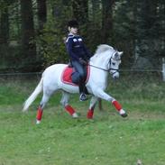 Welsh Pony af Cob-type (sec C) Søgaards Asterix A-Pony SOLD to Malaysia