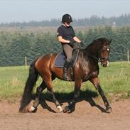 Dansk Varmblod Camprano R.I.P.