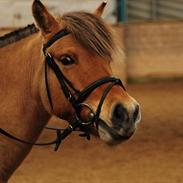 Anden særlig race Missy*låner*