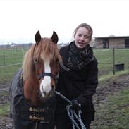 Hollandsk Sportspony Tess ( Tidl. hyggepart)