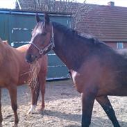 Anden særlig race Skræplunds Feighter