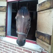 Anden særlig race Skræplunds Feighter