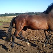 Anden særlig race Skræplunds Feighter