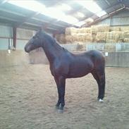 Anden særlig race Skræplunds Feighter