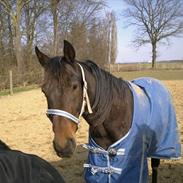 Traver Jason bay (djess )