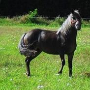 Anden særlig race Kahlua 