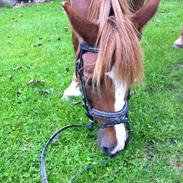 Anden særlig race Nougat Nobel