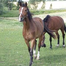 Anden særlig race Uhregaardens Saturn