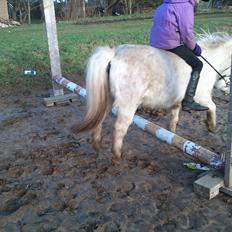 Shetlænder Mingus Mus* (søsters pony)