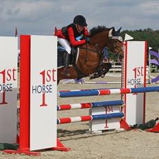Belgisk Sportspony Bruno V/D Gortehoeve