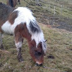 Færøsk hest Njørður [Haft i pleje]