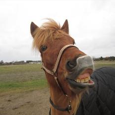 Islænder dúfa fra Lilkjær