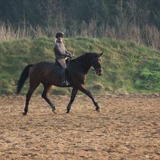 Dansk Varmblod Rubellit