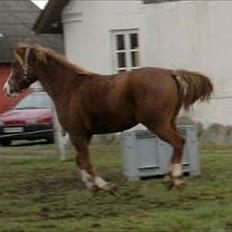 DSP Stormarkgaards Monique [Himmelhest]