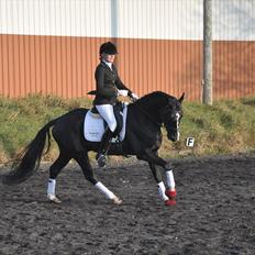 DSP Pomeroll SPH 189