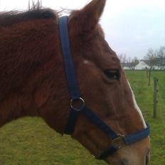 Anden særlig race Amare