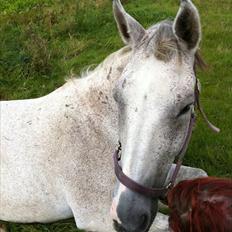 Dansk Varmblod Wisconcin Royál
