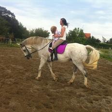 Dansk Varmblod Wisconcin Royál