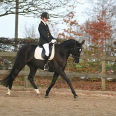 Trakehner Donau Cahlua