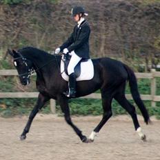 Trakehner Donau Cahlua