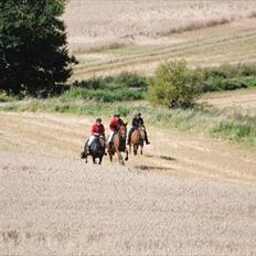 Anden særlig race Thyra