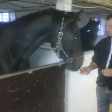 Oldenborg Cheval est Noir ( Tidliger hest