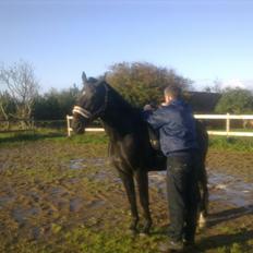 Oldenborg Cheval est Noir ( Tidliger hest