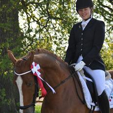 Hollandsk Varmblod Alpha de Jeu