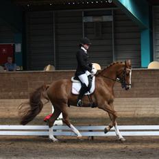 Hollandsk Varmblod Alpha de Jeu