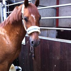 Tysk Sportspony Palermo - A-PONY